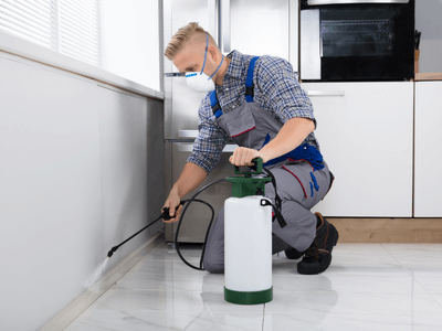 About Rat Control Cape Marco - rat control experts in Cape Marco